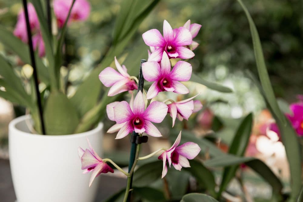 Beautiful home orchids