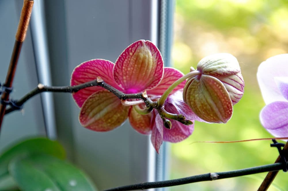 Blooming orchids by window