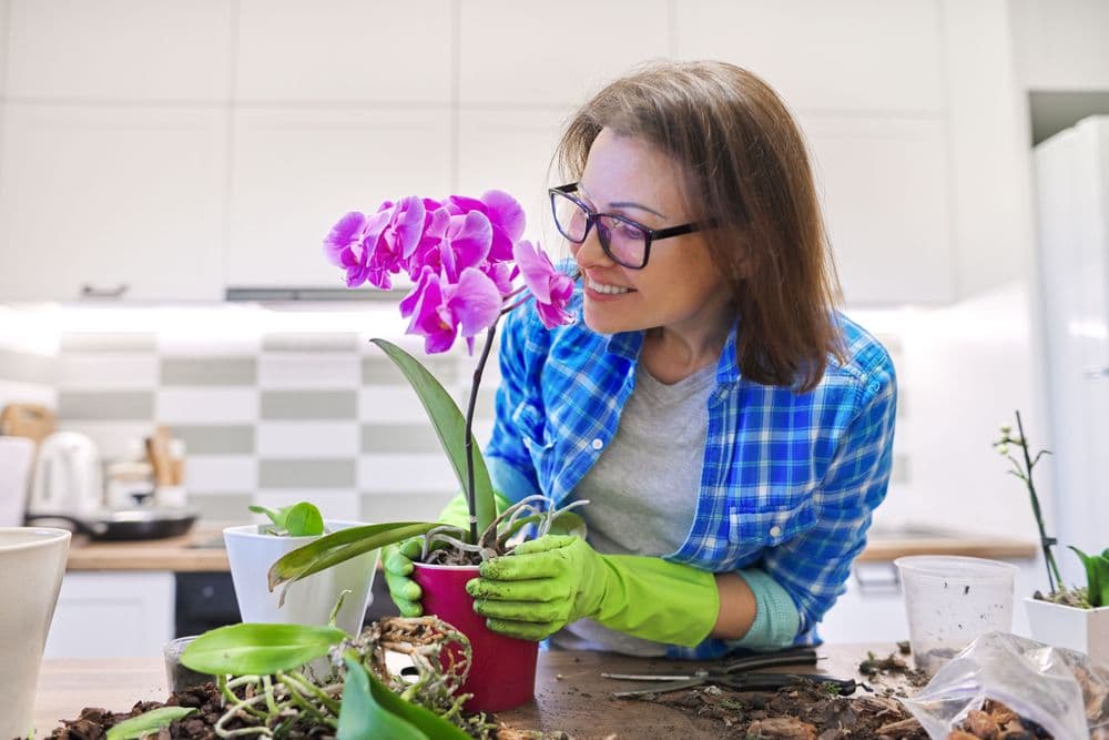 Woman repotting orchids