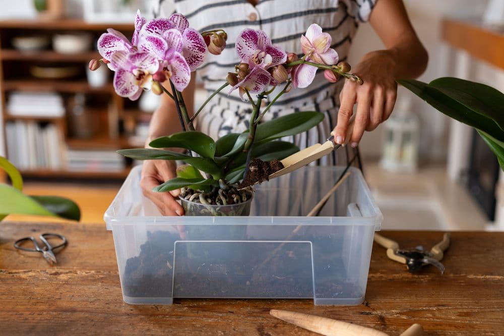 A woman fertilizes orchids