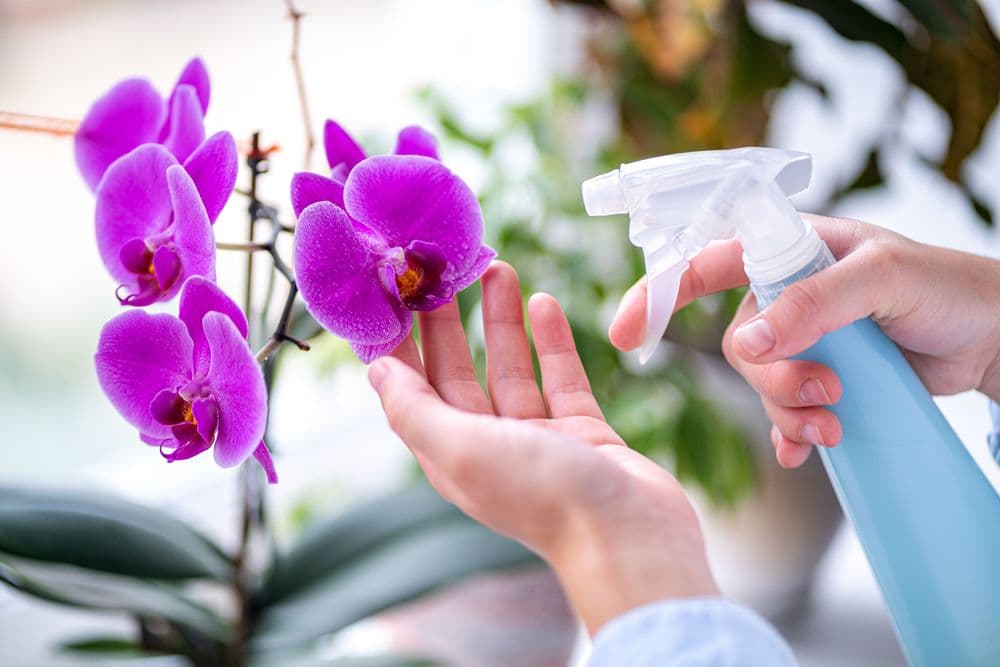 Woman taking care house plants her home spraying orchid flower with pure water from spray bottle